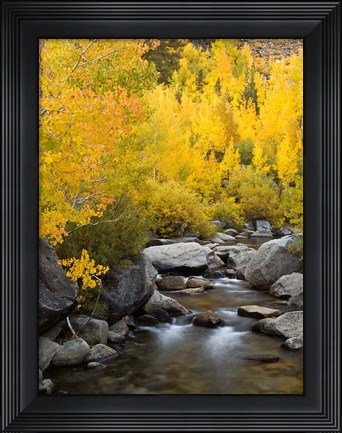 Framed California, Eastern Sierra Bishop Creek During Autumn Print
