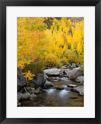 Framed California, Eastern Sierra Bishop Creek During Autumn Print