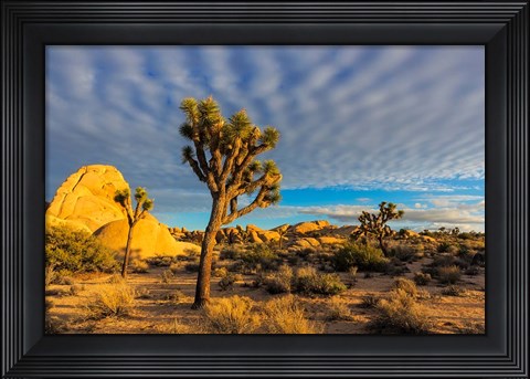 Framed Joshua Tree National Park, California Print