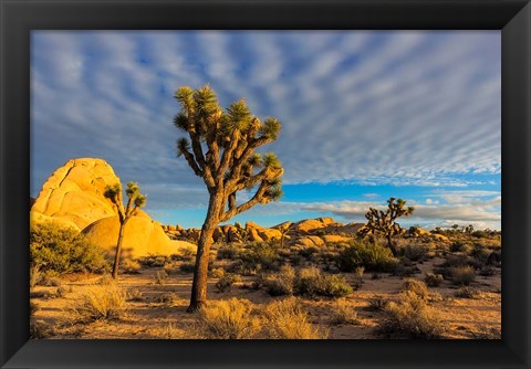 Framed Joshua Tree National Park, California Print