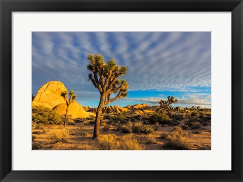 Framed Joshua Tree National Park, California Print