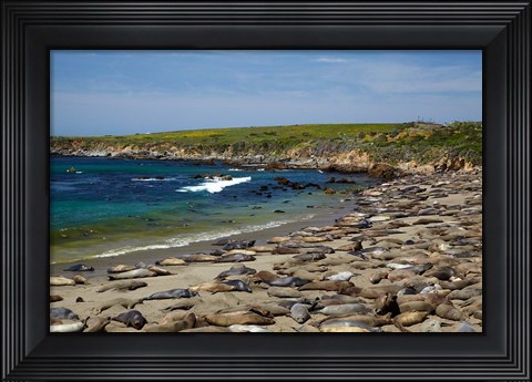 Framed Northern Elephant Seals, California Print