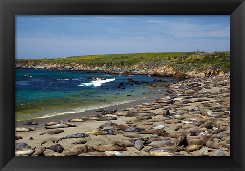 Framed Northern Elephant Seals, California Print