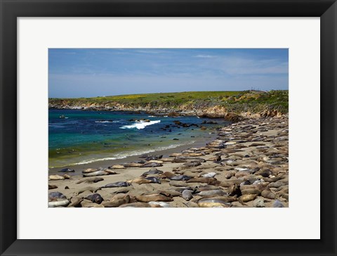 Framed Northern Elephant Seals, California Print