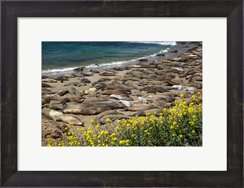 Framed Northern Elephant Seals Sun Bathing In Cali Print