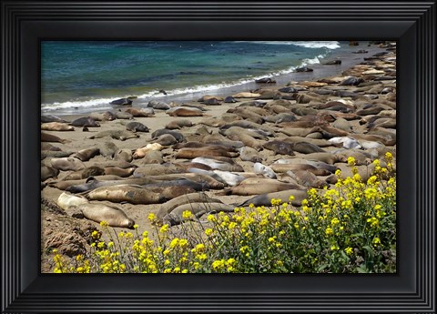 Framed Northern Elephant Seals Sun Bathing In Cali Print