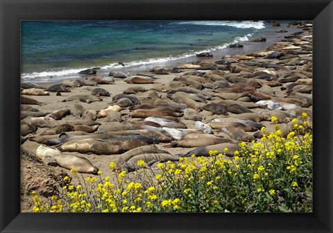 Framed Northern Elephant Seals Sun Bathing In Cali Print