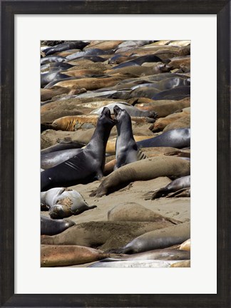 Framed Northern Elephant Seals Fighting, California Print