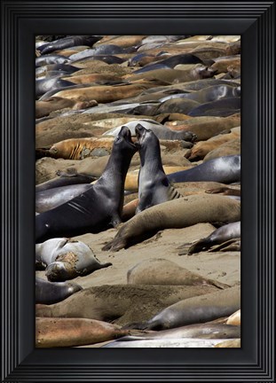 Framed Northern Elephant Seals Fighting, California Print