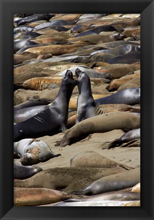 Framed Northern Elephant Seals Fighting, California Print