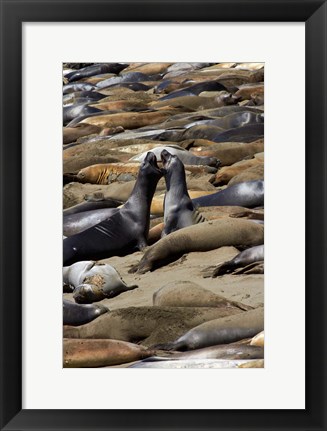 Framed Northern Elephant Seals Fighting, California Print