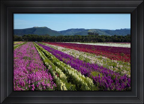 Framed Santa Barbara Flower Fields, California Print