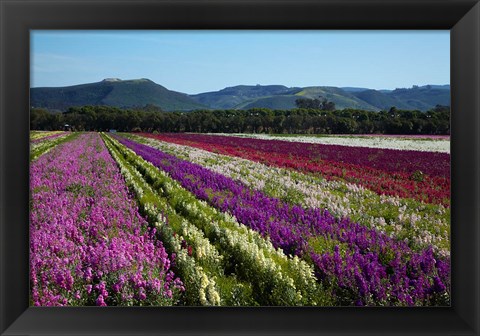 Framed Santa Barbara Flower Fields, California Print