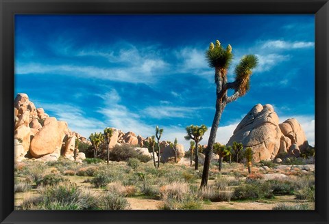 Framed Joshua Trees With Granite Rocks Print