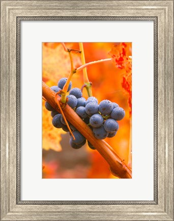 Framed Dew Covered Grapes In Napa Valley Print