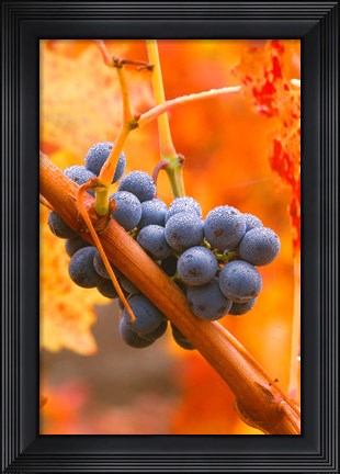 Framed Dew Covered Grapes In Napa Valley Print