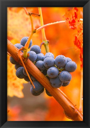 Framed Dew Covered Grapes In Napa Valley Print