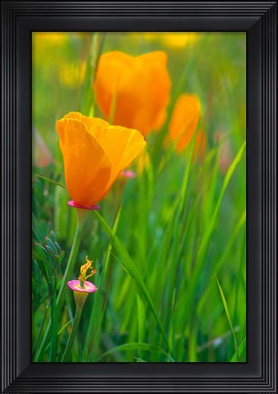 Framed California Golden Poppies Print