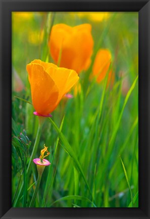Framed California Golden Poppies Print