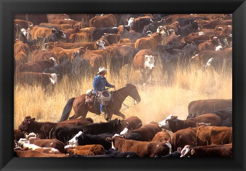 Framed Cowboy Cattle Drive Print