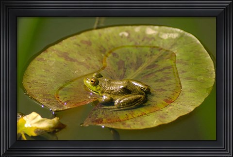 Framed Californian Frog On A Lilypad Print