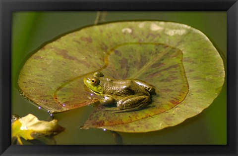 Framed Californian Frog On A Lilypad Print