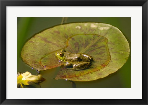 Framed Californian Frog On A Lilypad Print