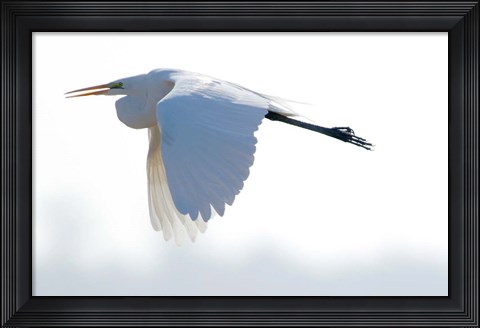 Framed Great Flying Egret Print