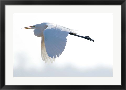 Framed Great Flying Egret Print