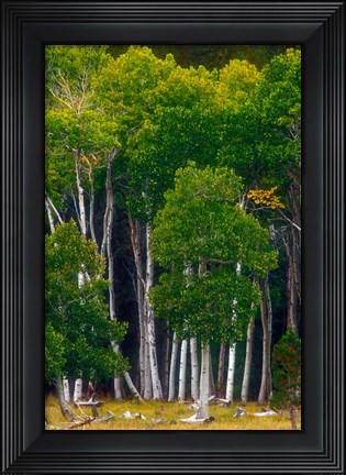 Framed Pre-Autumn Aspens Print