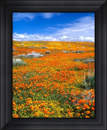 Framed California Poppy Reserve Near Lancaster, California Print
