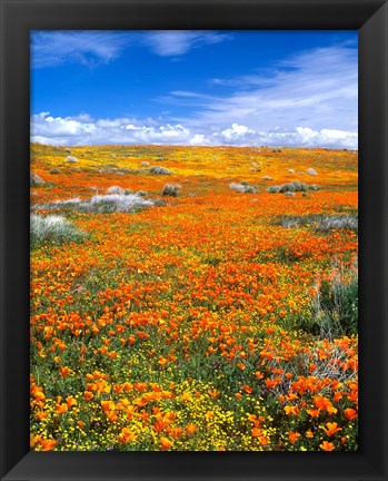 Framed California Poppy Reserve Near Lancaster, California Print