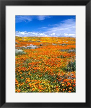 Framed California Poppy Reserve Near Lancaster, California Print