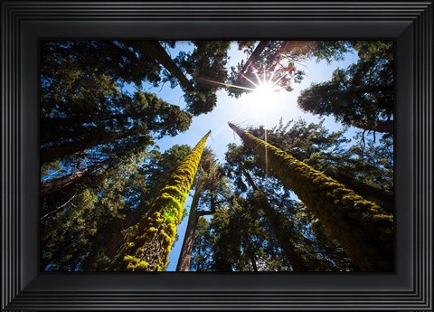 Framed Upward View Of Trees In The Redwood National Park, California Print