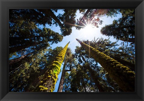 Framed Upward View Of Trees In The Redwood National Park, California Print