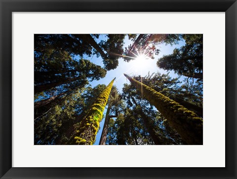 Framed Upward View Of Trees In The Redwood National Park, California Print