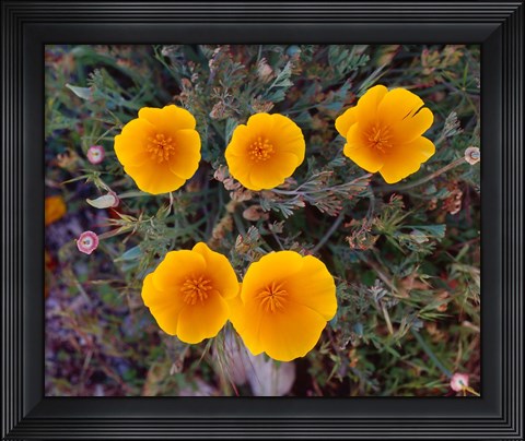 Framed Yellow Desert Flowers Print