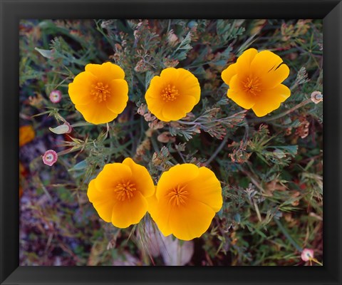 Framed Yellow Desert Flowers Print