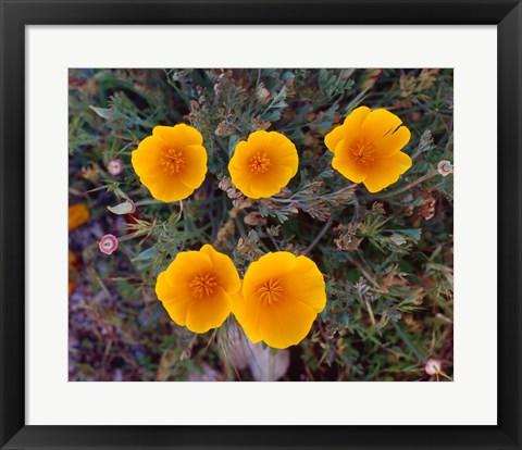 Framed Yellow Desert Flowers Print