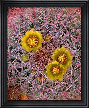 Framed Close Up Of California Poppies Print
