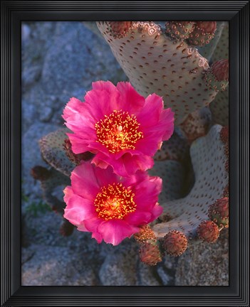Framed Cactus Flowers In Spring Print