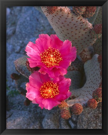 Framed Cactus Flowers In Spring Print