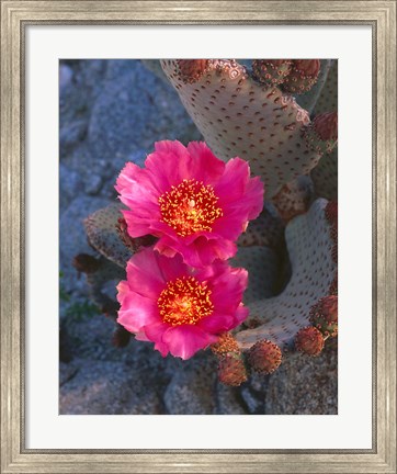 Framed Cactus Flowers In Spring Print
