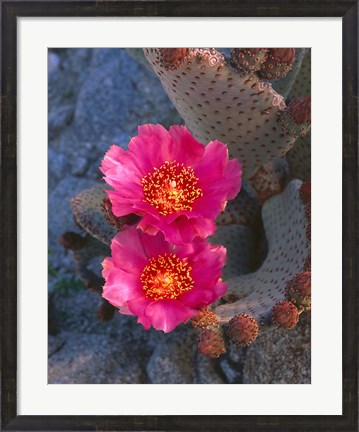 Framed Cactus Flowers In Spring Print