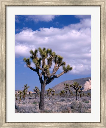 Framed California, Joshua Tree NP, Near Hidden Valley Print
