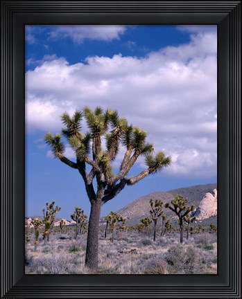 Framed California, Joshua Tree NP, Near Hidden Valley Print