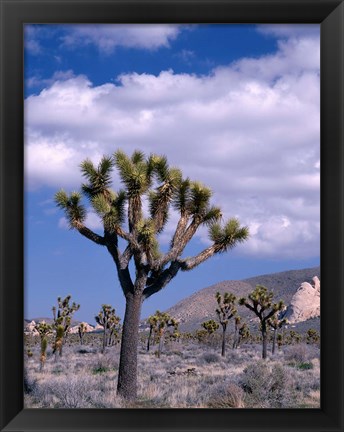 Framed California, Joshua Tree NP, Near Hidden Valley Print