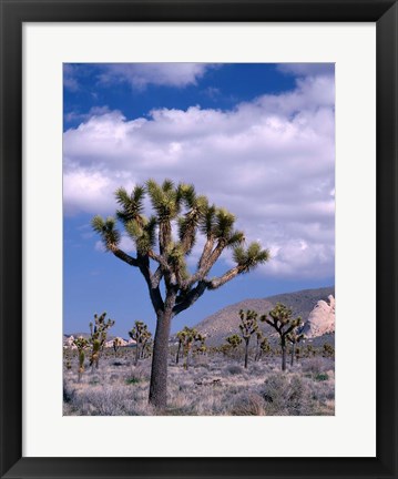 Framed California, Joshua Tree NP, Near Hidden Valley Print