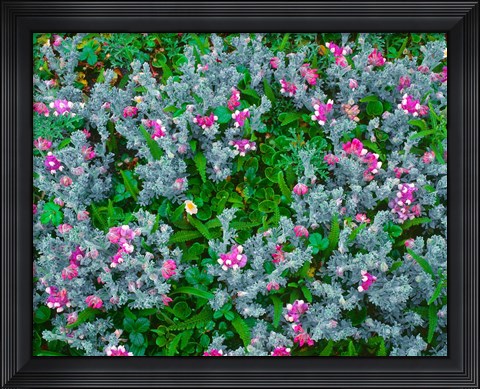 Framed Wildflowers Near The Redwood NP Print