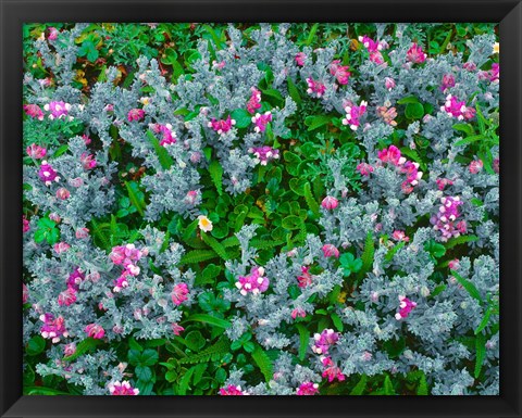 Framed Wildflowers Near The Redwood NP Print